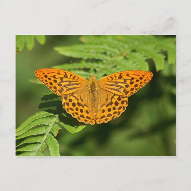 Schmetterling Postkarte (Vorderseite)