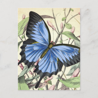 Schmetterling Postkarte