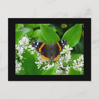 Schmetterling Postkarte