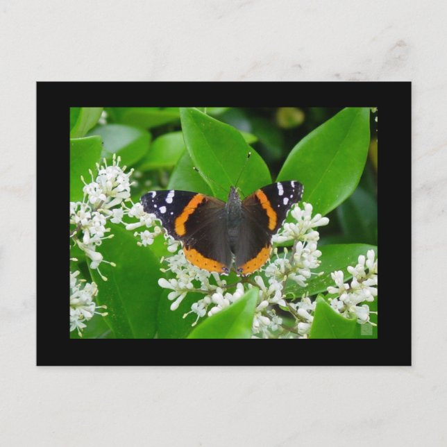 Schmetterling Postkarte (Vorderseite)