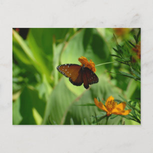 Schmetterling Postkarte