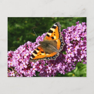 Schmetterling Postkarte