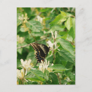 Schmetterling Postkarte