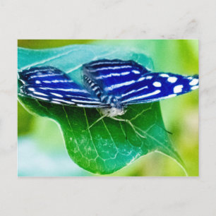 Schmetterling Postkarte