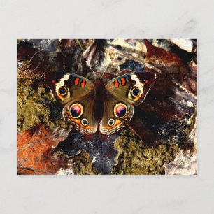 Schmetterling Postkarte