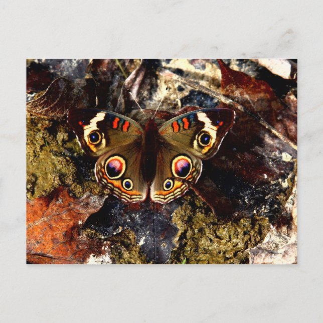 Schmetterling Postkarte (Vorderseite)