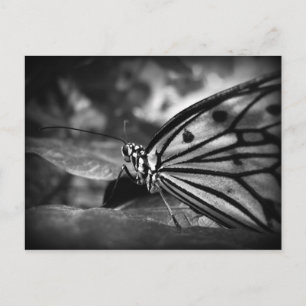 Schmetterling Postkarte