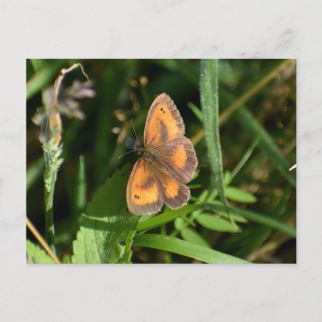 Schmetterling Postkarte (Vorderseite)