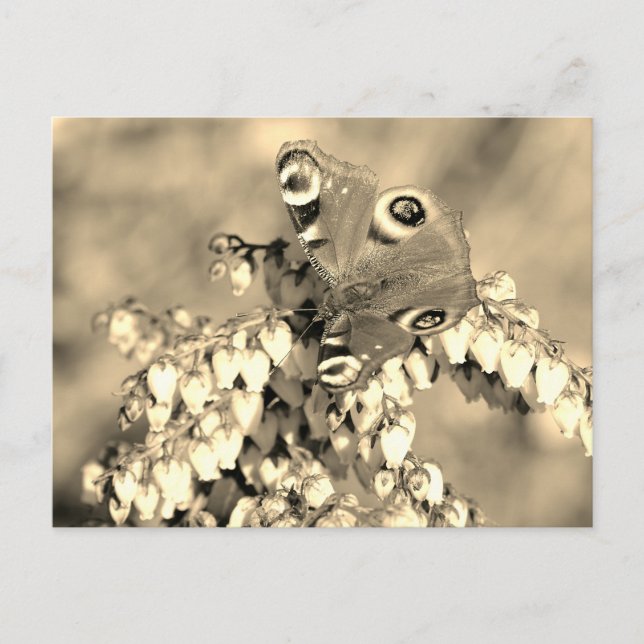 Schmetterling Postkarte (Vorderseite)