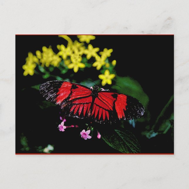 Schmetterling Postkarte (Vorderseite)