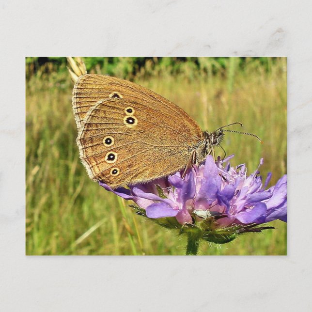 Schmetterling Postkarte (Vorderseite)