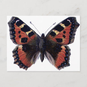 Schmetterling Postkarte