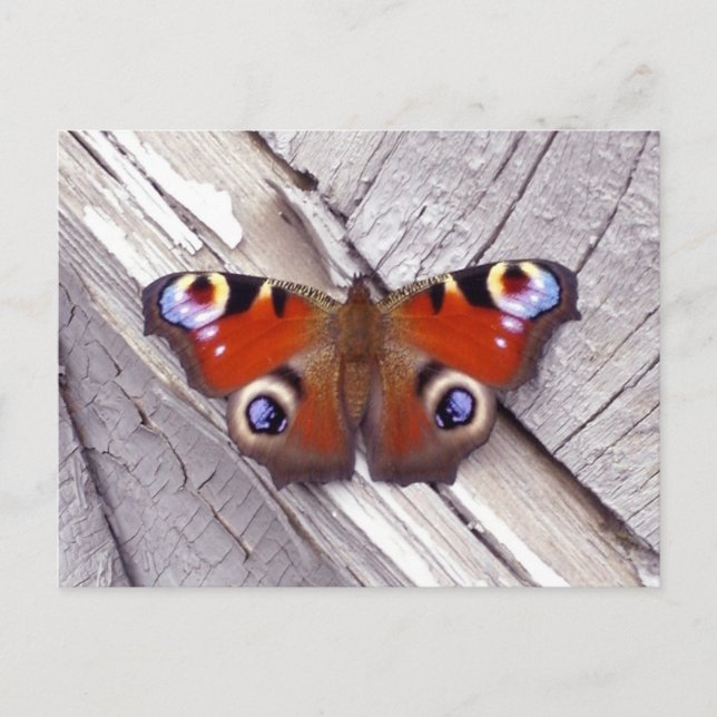 Schmetterling Postkarte (Vorderseite)