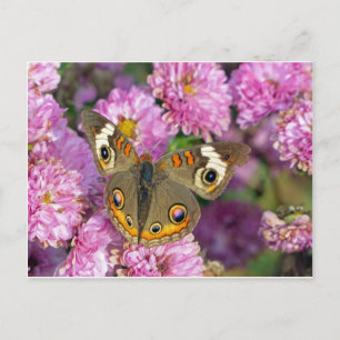 Schmetterling Postkarte