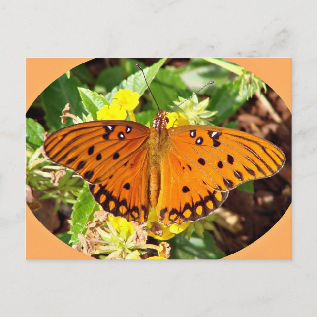 Schmetterling Postkarte (Vorderseite)