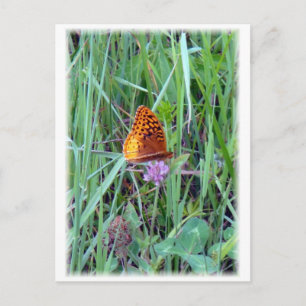 Schmetterling Postkarte