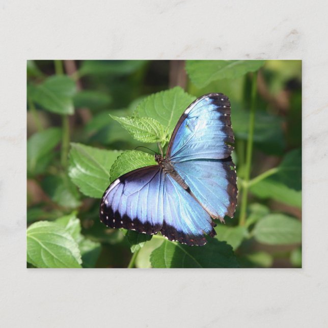 Schmetterling Postkarte (Vorderseite)
