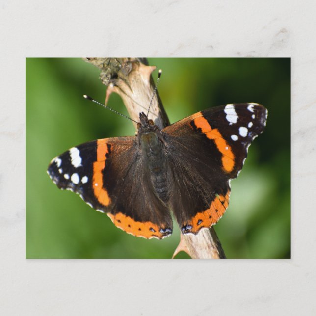 Schmetterling Postkarte (Vorderseite)
