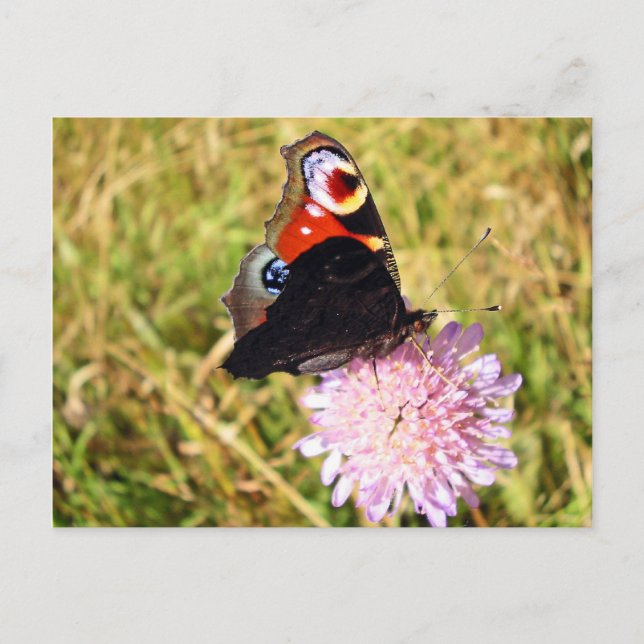 Schmetterling Postkarte (Vorderseite)