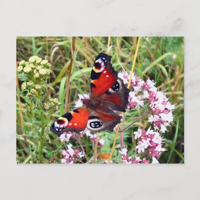 Schmetterling Postkarte (Vorderseite)