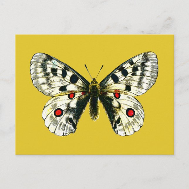 Schmetterling Postkarte (Vorderseite)