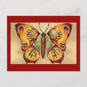 Schmetterling Postkarte