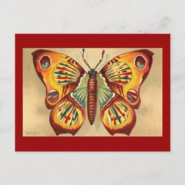 Schmetterling Postkarte (Vorderseite)