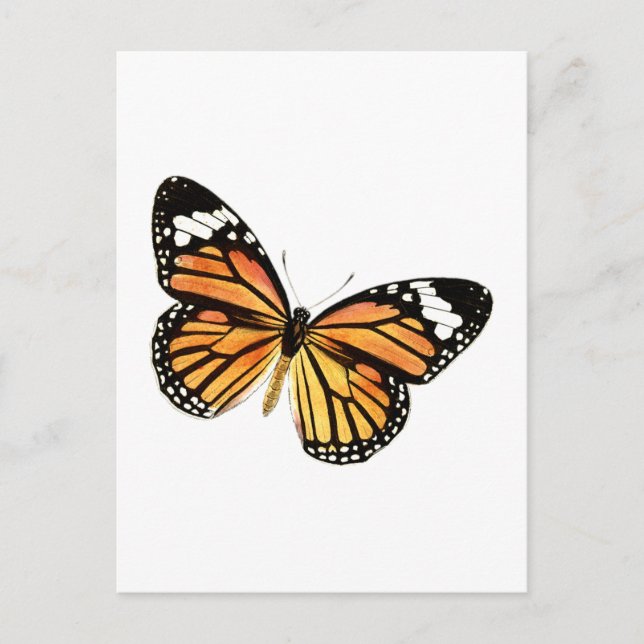 Schmetterling Postkarte (Vorderseite)