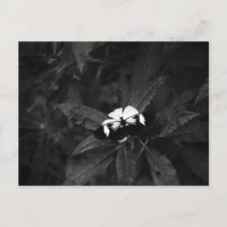 Schmetterling Postkarte