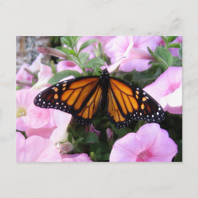 Schmetterling Postkarte (Vorderseite)