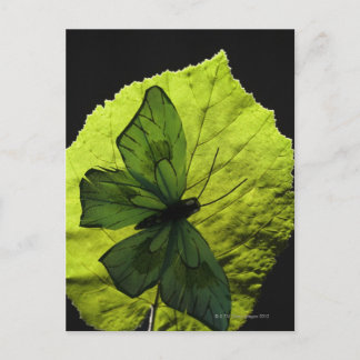 Schmetterling Postkarte
