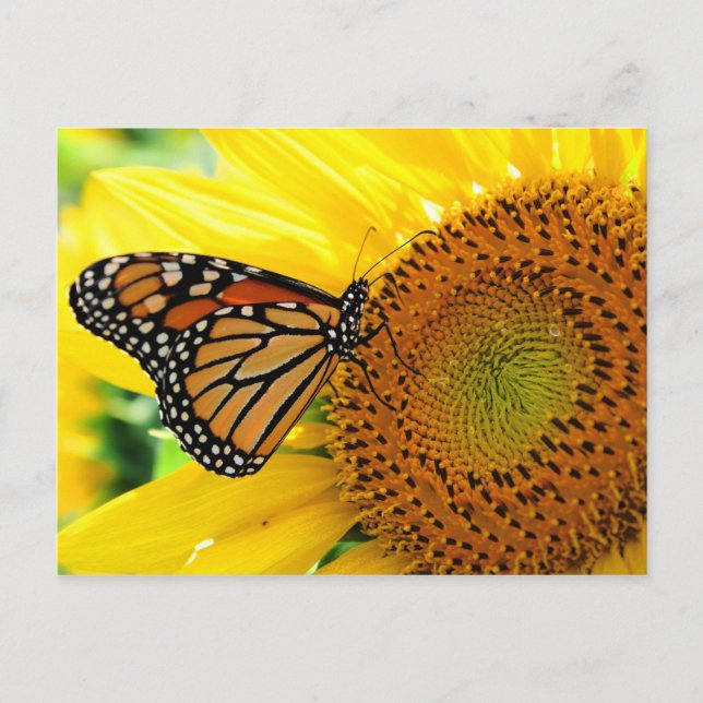 Schmetterling Postkarte (Vorderseite)