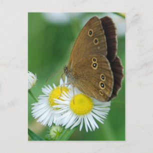 Schmetterling Postkarte