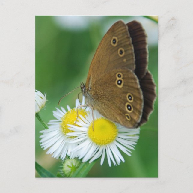 Schmetterling Postkarte (Vorderseite)