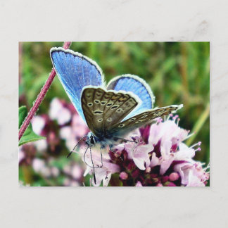 Schmetterling Postkarte