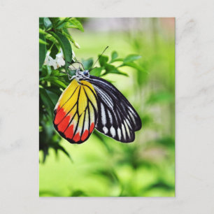 Schmetterling - Postkarten