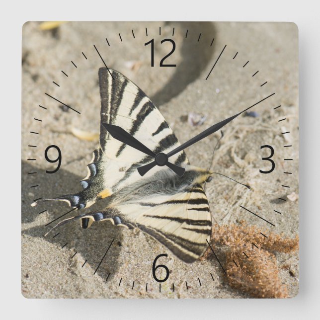 Schmetterling Quadratische Wanduhr (Vorderseite)