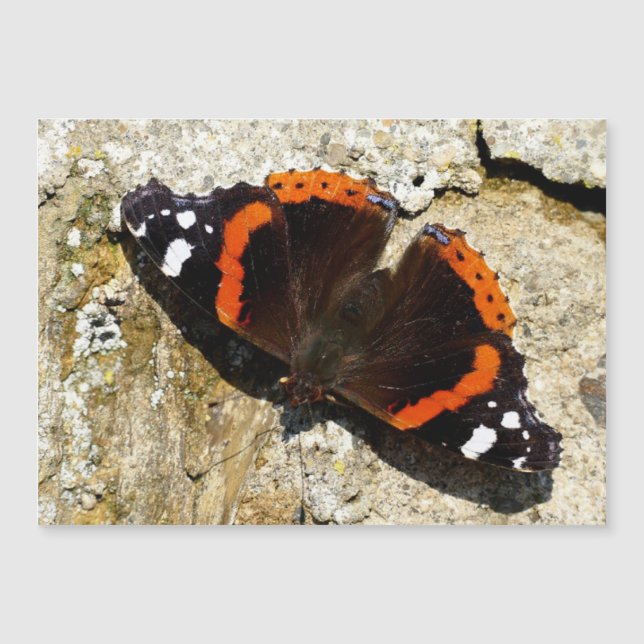 Schmetterling - Roter Admiral Magnetkarte (Vorderseite)