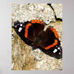 Schmetterling - Roter Admiral Poster