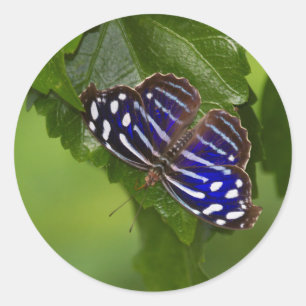 Schmetterling Runder Aufkleber
