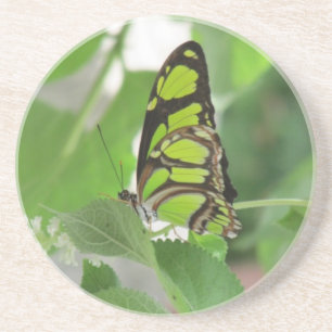 Schmetterling-Sandstein-Untersetzer Getränkeuntersetzer