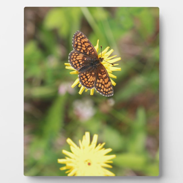 Schmetterling - Schön! Fotoplatte (Vorderseite)