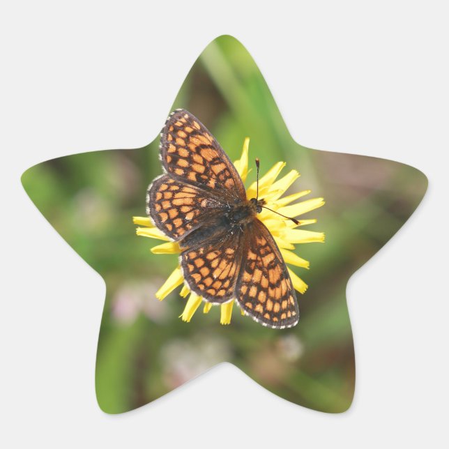 Schmetterling - Schön! Stern-Aufkleber (Vorderseite)