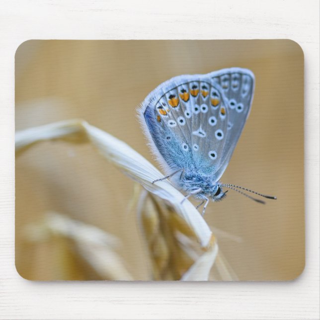 Schmetterling, Schwarz, Insekt Mousepad (Vorne)