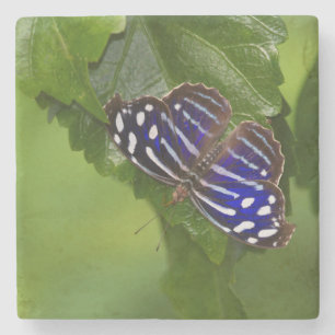 Schmetterling Steinuntersetzer