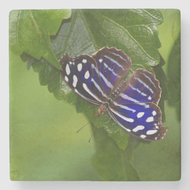 Schmetterling Steinuntersetzer (Vorderseite)