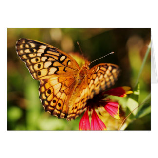 Schmetterling u. Wildblume