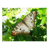 Schmetterling über Jasmine Tropical Nature Fotogra