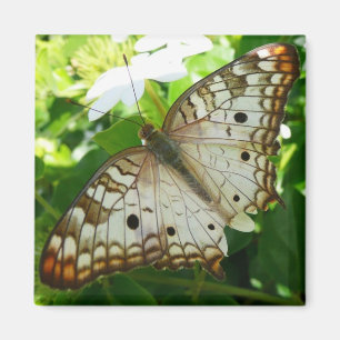 Schmetterling über Jasmine Tropical Nature Fotogra Magnet