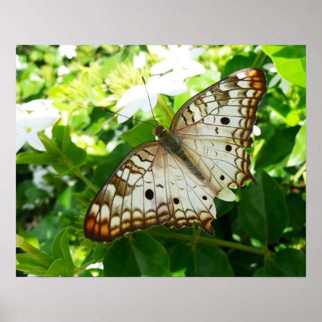 Schmetterling über Jasmine Tropical Nature Fotogra Poster (Vorne)